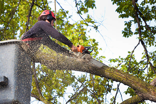 Best Tree Trimming Near Me  in Lake Shore, MN